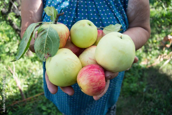 Fototapeta Organic fruits.. The apples in the hands of a female farmer close up
