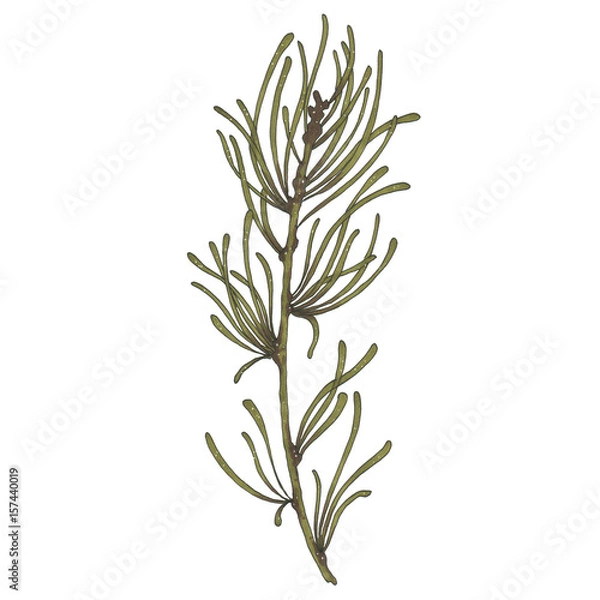 Obraz Hand painted with markers green spruce branch