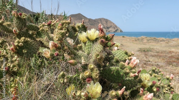 Obraz Cactus en Cabo de Gata