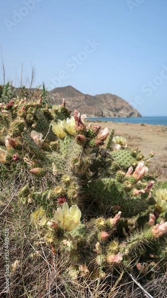 Obraz Cactus en Cabo de Gata
