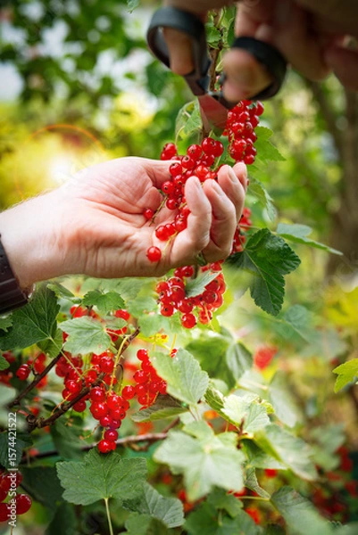 Obraz Hands harvesting red currants in the garden. Male hands cutting fresh red currants from a bush with scissors. Sunny vertical close-up with bokeh.