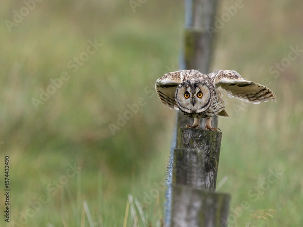 Obraz Long-eared owl, Asio otus,