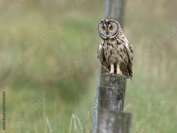 Obraz Long-eared owl, Asio otus,