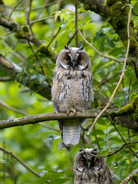 Obraz Long-eared owl, Asio otus,