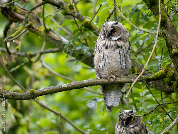 Obraz Long-eared owl, Asio otus,