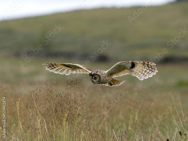 Obraz Long-eared owl, Asio otus,