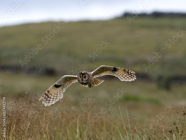 Obraz Long-eared owl, Asio otus,