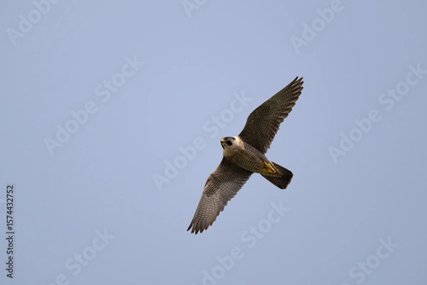 Obraz Peregrine falcon, Falco peregrinus