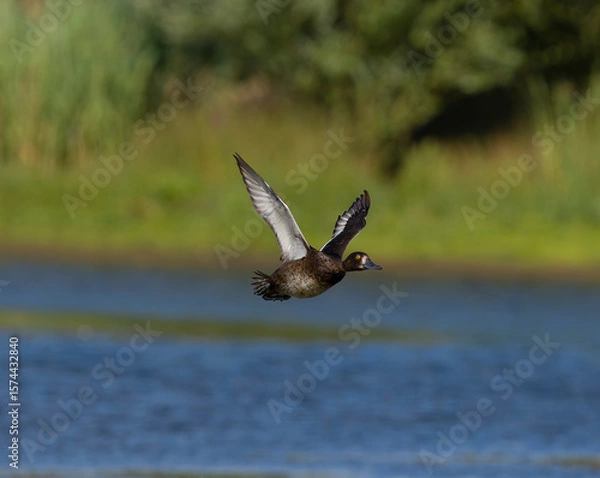 Fototapeta Tufted duck, Aythya fuligula