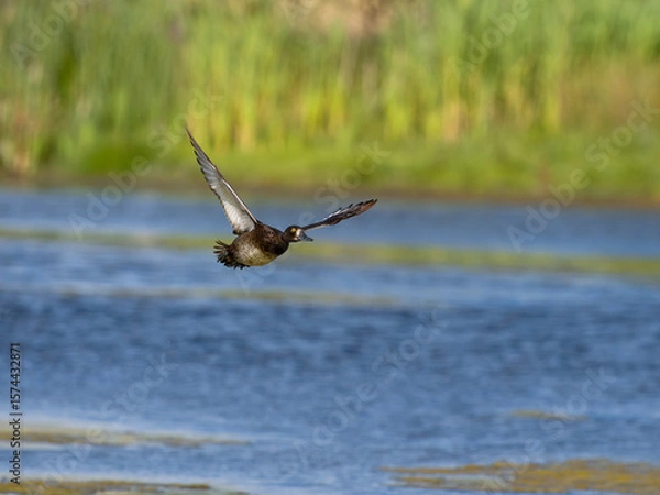 Fototapeta Tufted duck, Aythya fuligula
