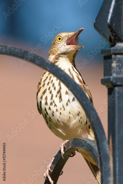 Fototapeta Thrasher_singing