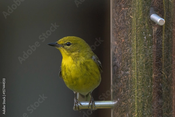 Fototapeta Warbler_feeder