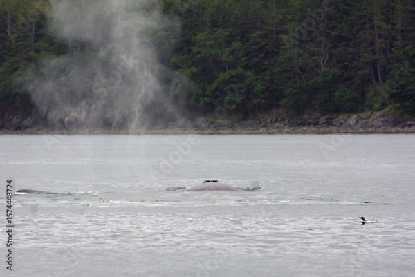 Obraz Humpback whale