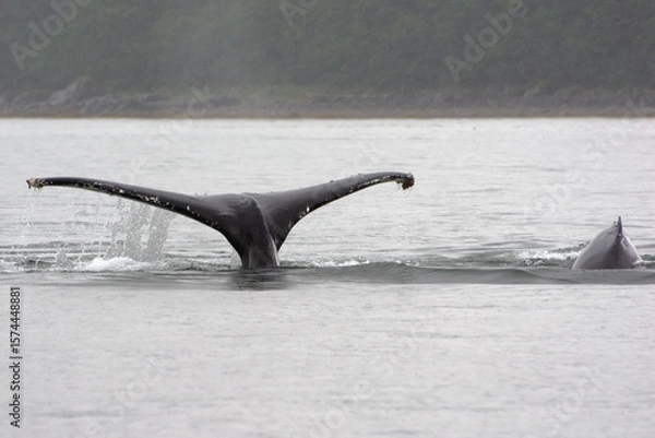 Obraz Humpback whale