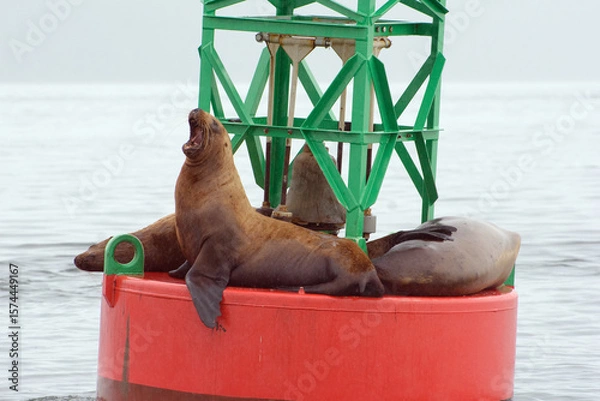Obraz Sea lion alpha male