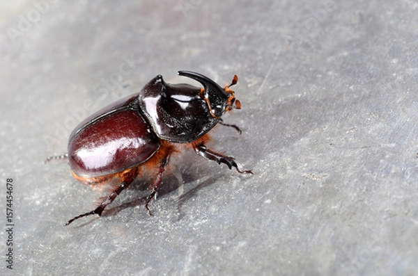 Obraz Big brown  the rhinoceros beetle (Oryctes nasicornis) close-up. This exceptional insect, a symbol of strength and resilience