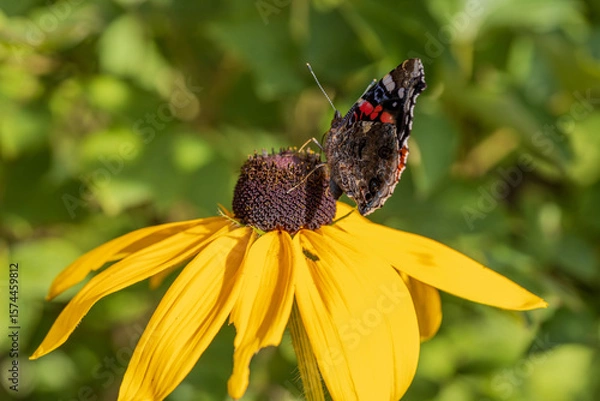 Fototapeta Butterfly Peacock Eye sits on a yellow rudbeckia flower