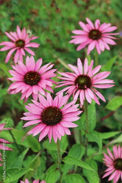Obraz Pink coneflower flowers in close up