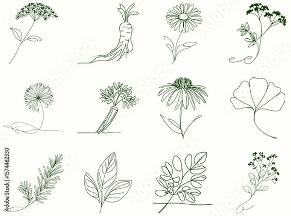 Fototapeta 12 simple linear illustrations of medicinal herbs, minimalist continuous line style botanical set for herbal medicine packaging, wellness products, and graphic design