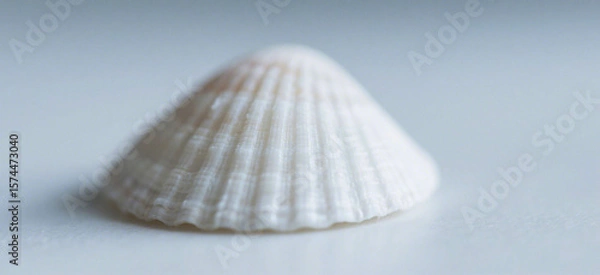 Fototapeta Close-up of a pristine white seashell.