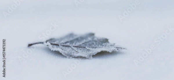 Fototapeta A delicate frosted leaf rests on a snowy surface.