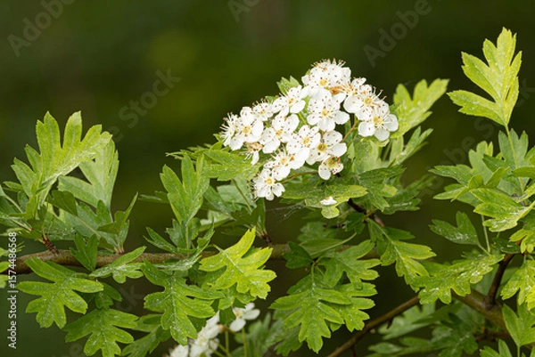 Fototapeta hawthorn flowers, Crataegus, spring, leaves, twig, white, petals, perianth, beautiful, blurry background, green, fresh, young
