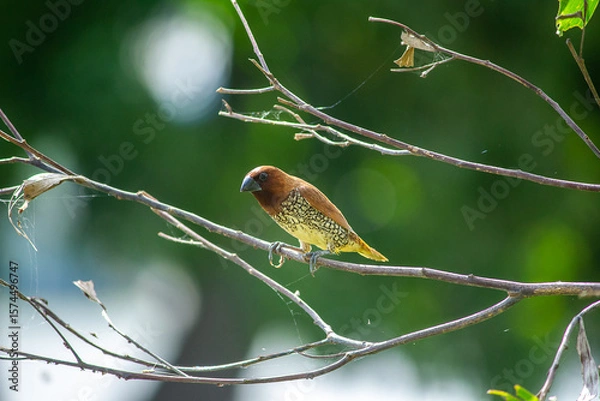 Obraz robin on a branch