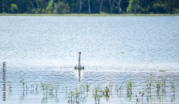 Obraz reeds in the water