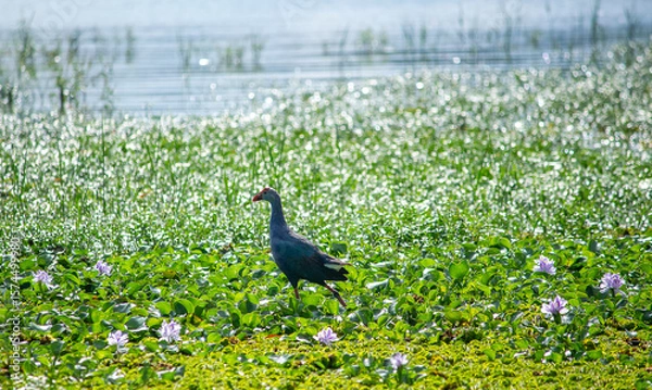 Fototapeta bird in the grass