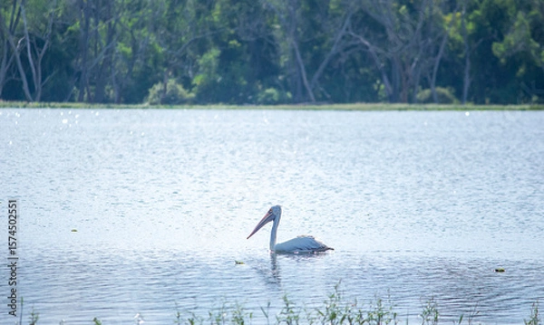 Obraz pelicans on the lake