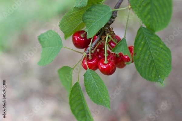 Fototapeta Cherries