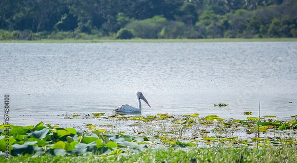 Obraz pelicans in the lake