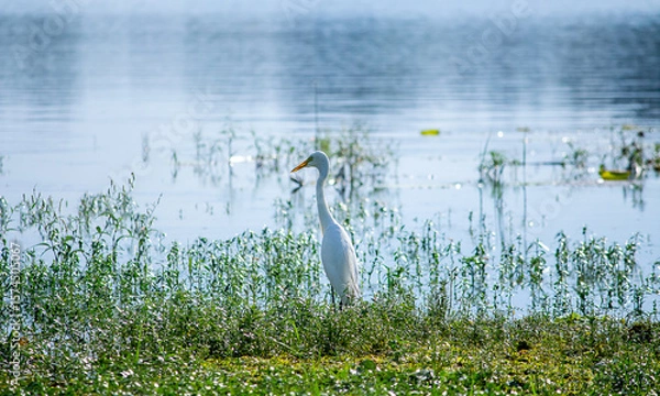 Obraz heron on the lake