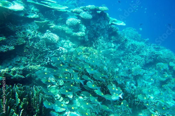 Obraz Underwater world landscape