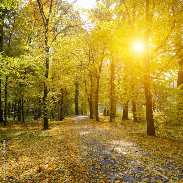 Fototapeta Autumn park with a path for walking in rays of the sun