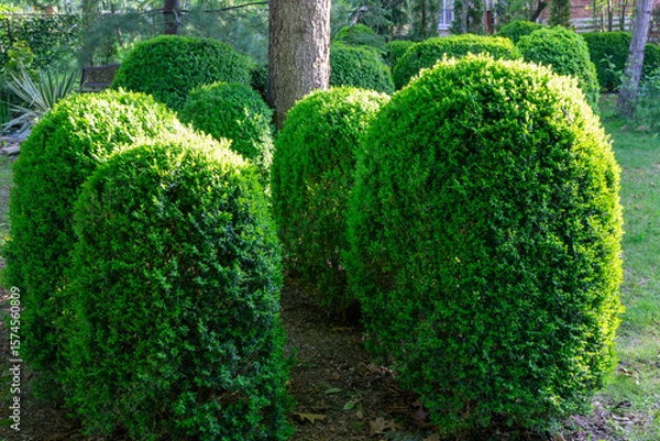 Fototapeta Well-maintained garden featuring neatly trimmed, rounded shrubs Boxwood Buxus sempervirens or European box in foreground