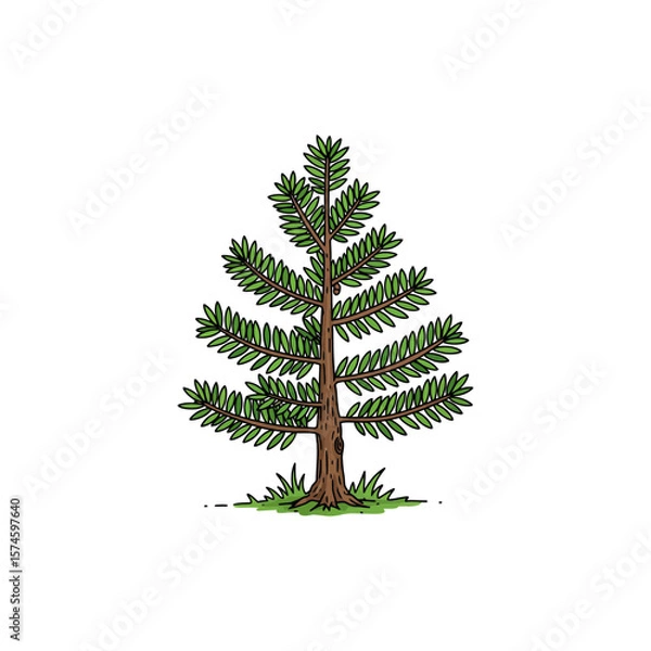 Fototapeta Colorful Icon of Yew Tree with Dense Needles and No White Elements