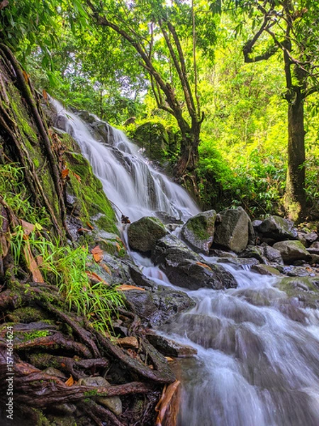 Obraz stream in the forest, A small waterfall flowing over large rocks and tree roots, surrounded by dense, green tropical forest. A refreshing natural landscape full of tranquility and wild beauty
