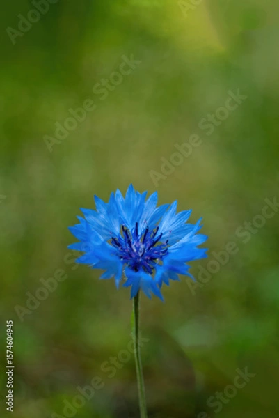 Obraz Single blue flower is the main focus of the image. Wallpapers vertical, phone background