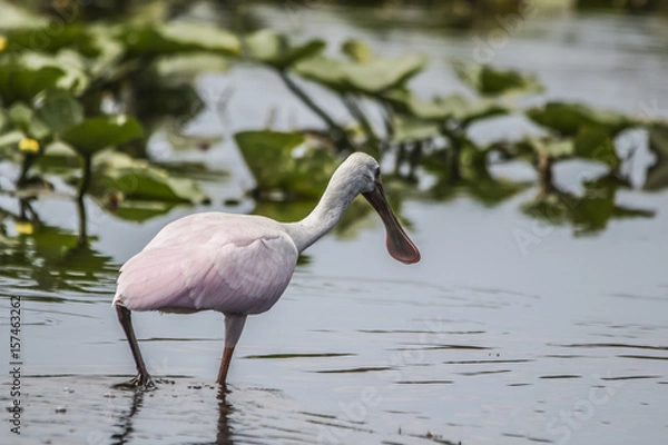 Fototapeta Roseate Spoonbill