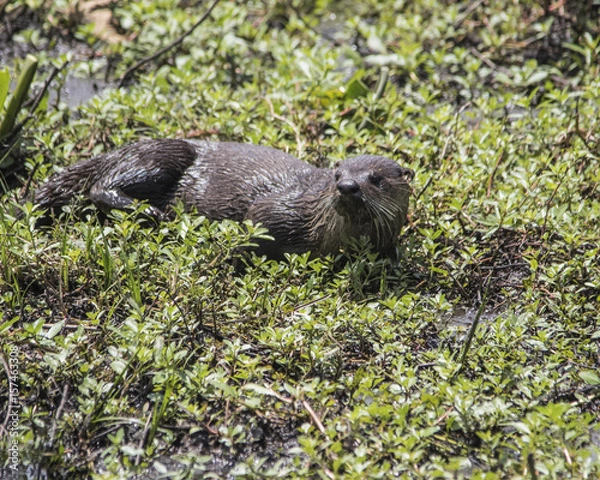 Fototapeta River Otter