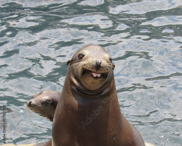 Fototapeta Seal making faces