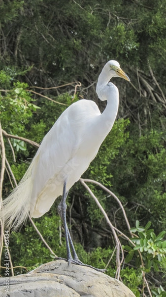 Obraz White Egret