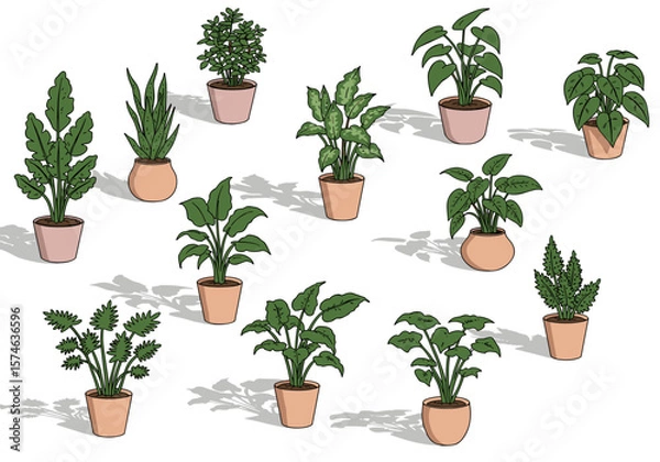 Fototapeta Assorted green houseplants in terracotta pots arranged on white background  