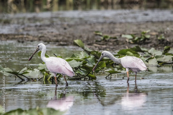 Fototapeta Roseatte Spoonbills