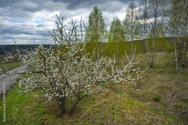 Fototapeta Russia, the South of Western Siberia. A lonely plum tree in white spring bloom on a warm May day.