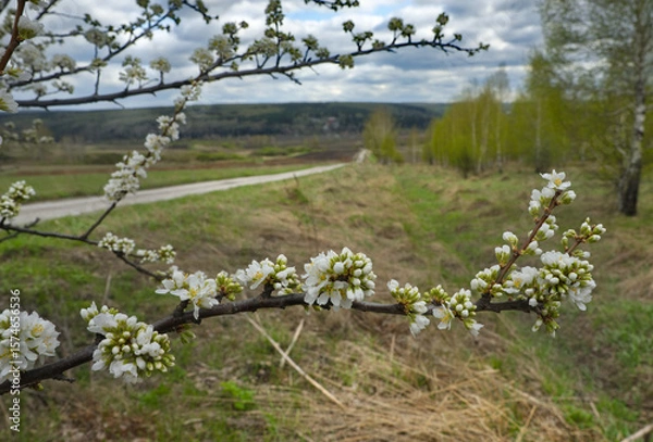 Fototapeta Russia, the South of Western Siberia. A lonely plum tree in white spring bloom on a warm May day.