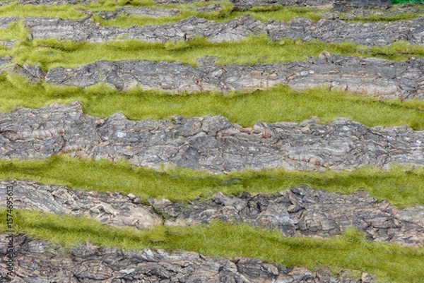 Fototapeta moss on stone construction texture