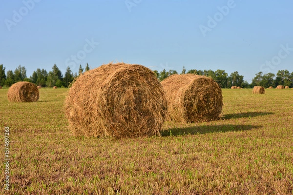Obraz some rolled Hay Bales in a Field Under a Blue Sky copy space