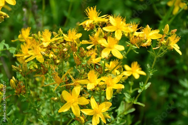 Obraz Close-up of vibrant yellow St. John's Wort flowers in bloom with sunlight